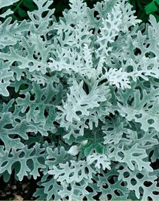 (C) Cineraria Silver Ragwort Candicans seeds 0.1g (277052)