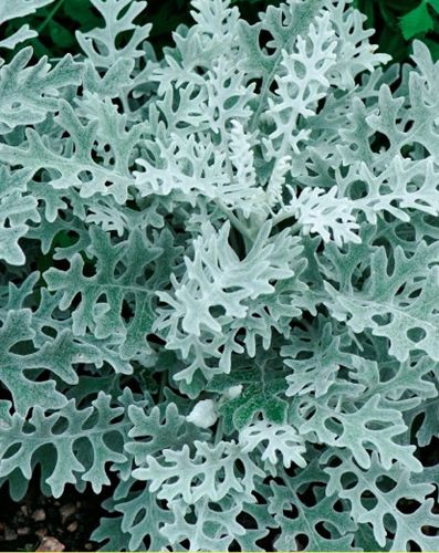 (C) Cineraria Silver Ragwort Candicans seeds 0.1g (277052)
