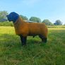 Pedigree suffolk ram lamb Image 3