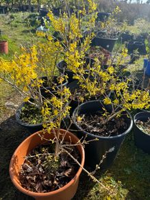 Forsythia shrubs