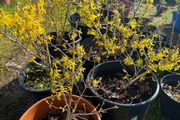 Forsythia shrubs