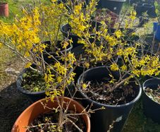 Forsythia shrubs