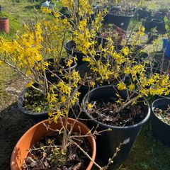 Forsythia shrubs