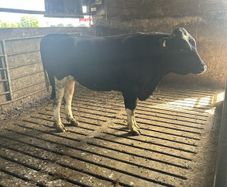 Bull