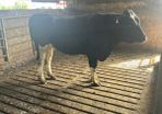 Bull