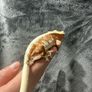 Crested gecko Image 10