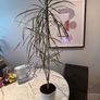 Madagascar Dragon Tree Dracaena marginata Image 3