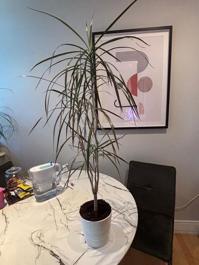 Madagascar Dragon Tree Dracaena marginata