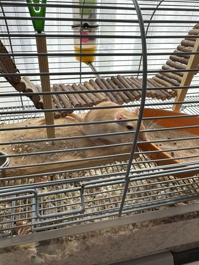 Pet gerbils with cage and accessories