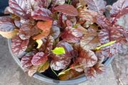 Ajuga plant