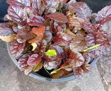 Ajuga plant