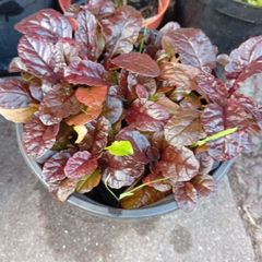 Ajuga plant