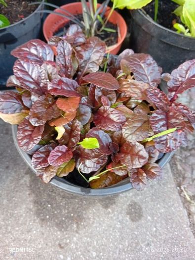 Ajuga plant