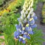 plants Image 7