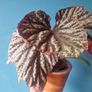 begonia Image 2