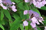 Hydrangea aspera villosa