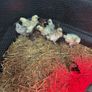 Chickens Image 3