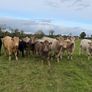Organic cattle Image 4