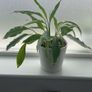 Indoor Plant Set with White Pots - Available Together or Separately Image 8