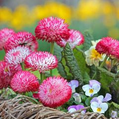 (D) Large Flowered Daisy Pink 0.1g (447064)