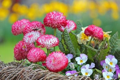 (D) Large Flowered Daisy Pink 0.1g (447064)