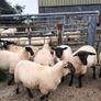 Ewe Lambs Image 3
