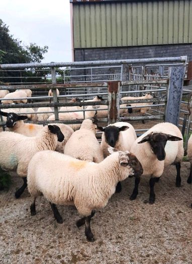 Ewe Lambs