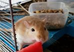 Gerbils