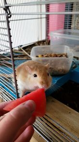 Gerbils