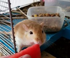 Gerbils