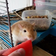 Gerbils