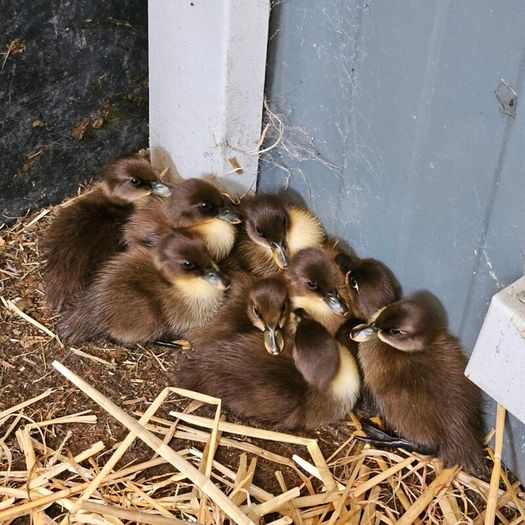 Ducklings / Ducks for sale