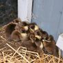 Ducklings / Ducks for sale Image 7