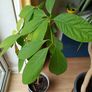 Avocado Trees Image 3