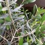Extra large approx 200cm x 110cm fruit bearing very established olive tree no pot Image 9