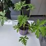 Lemon scented geranium Image 3