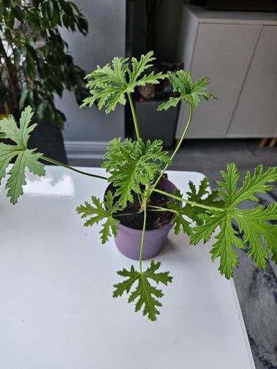Lemon scented geranium