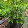Portuguese Laurel Hedging Image 9