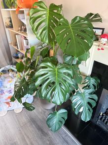 monstera plant BIG