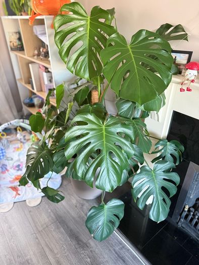 monstera plant BIG