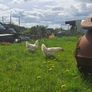 Organic La Bresse Chicks Image 5