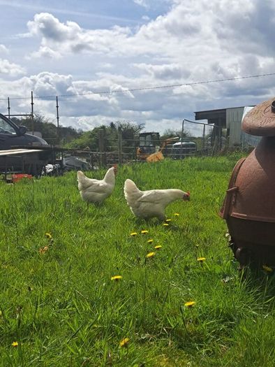 Organic La Bresse Chicks
