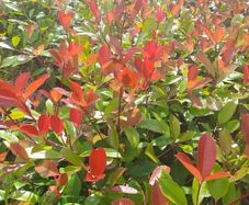 Red Robin Hedging 2.5 feet tall