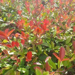 Red Robin Hedging 2.5 feet tall