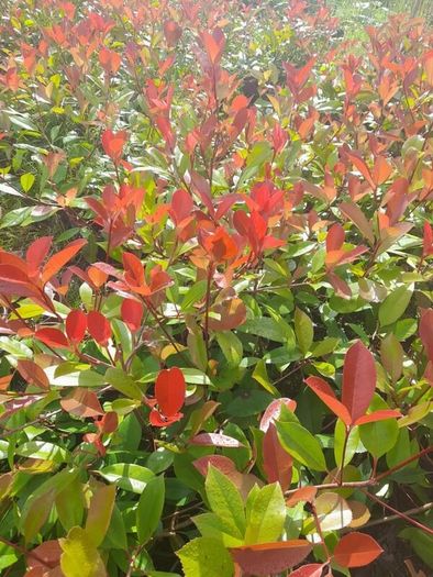 Red Robin Hedging