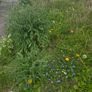 A wild garden Image 2