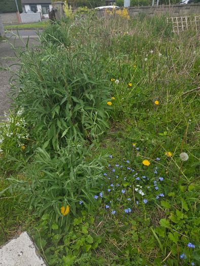 A wild garden