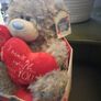 me to you valentines day girlfriend teddy Image 2