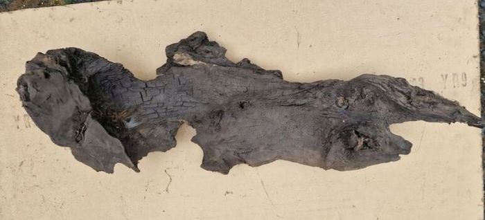 bog oak