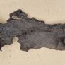 bog oak Image 3